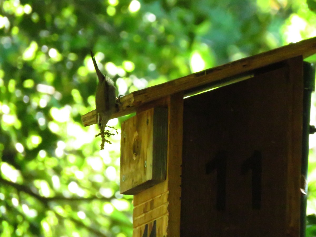 Bewick's Wren - Lisa Larson