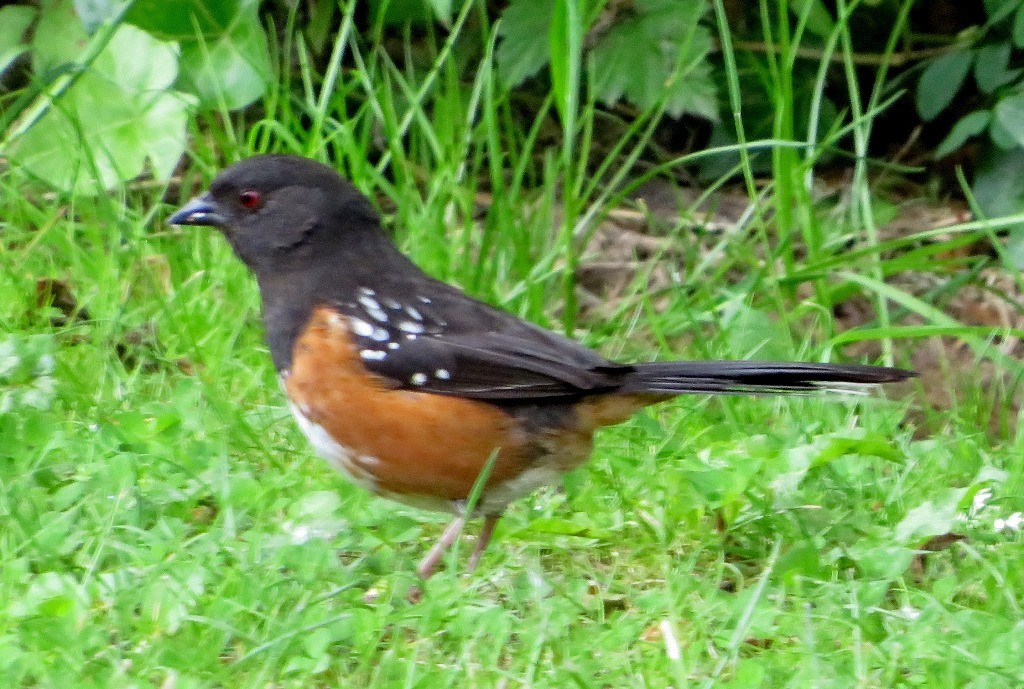 Spotted Towhee - Harry Fuller