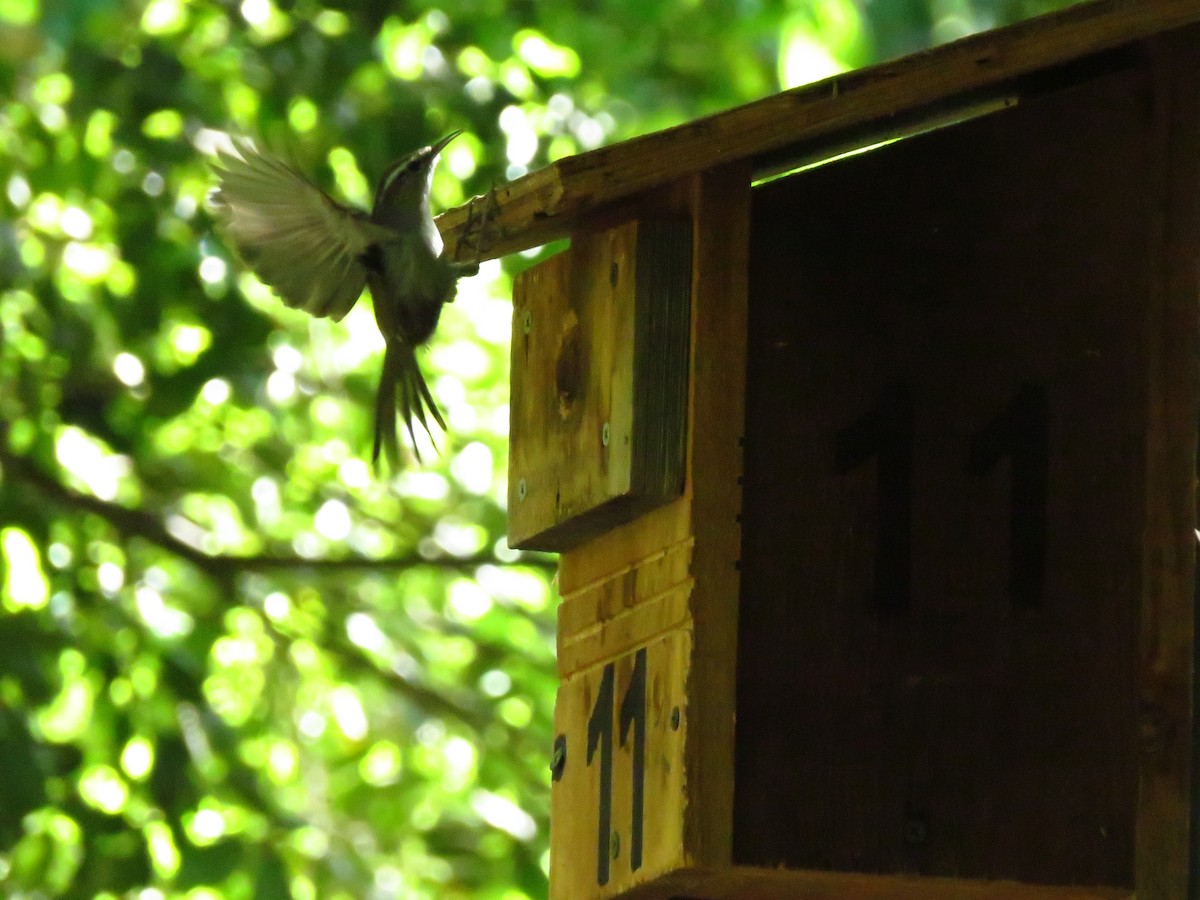 Bewick's Wren - Lisa Larson