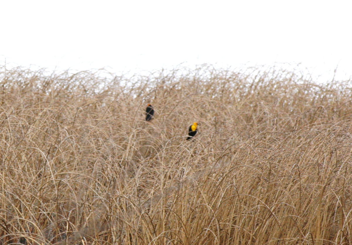 Yellow-headed Blackbird - Muriel & Jennifer Mueller