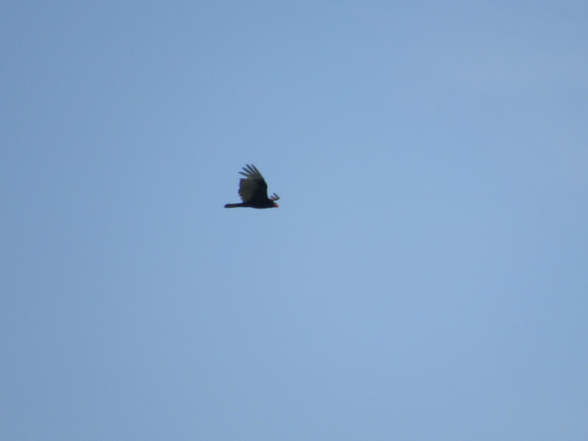 Turkey Vulture - John Coyle