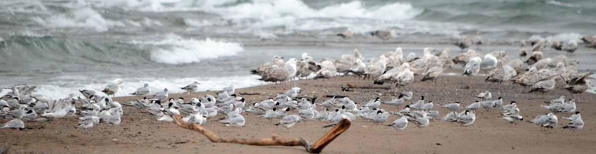 Common Tern - Jean and Bob Hilscher