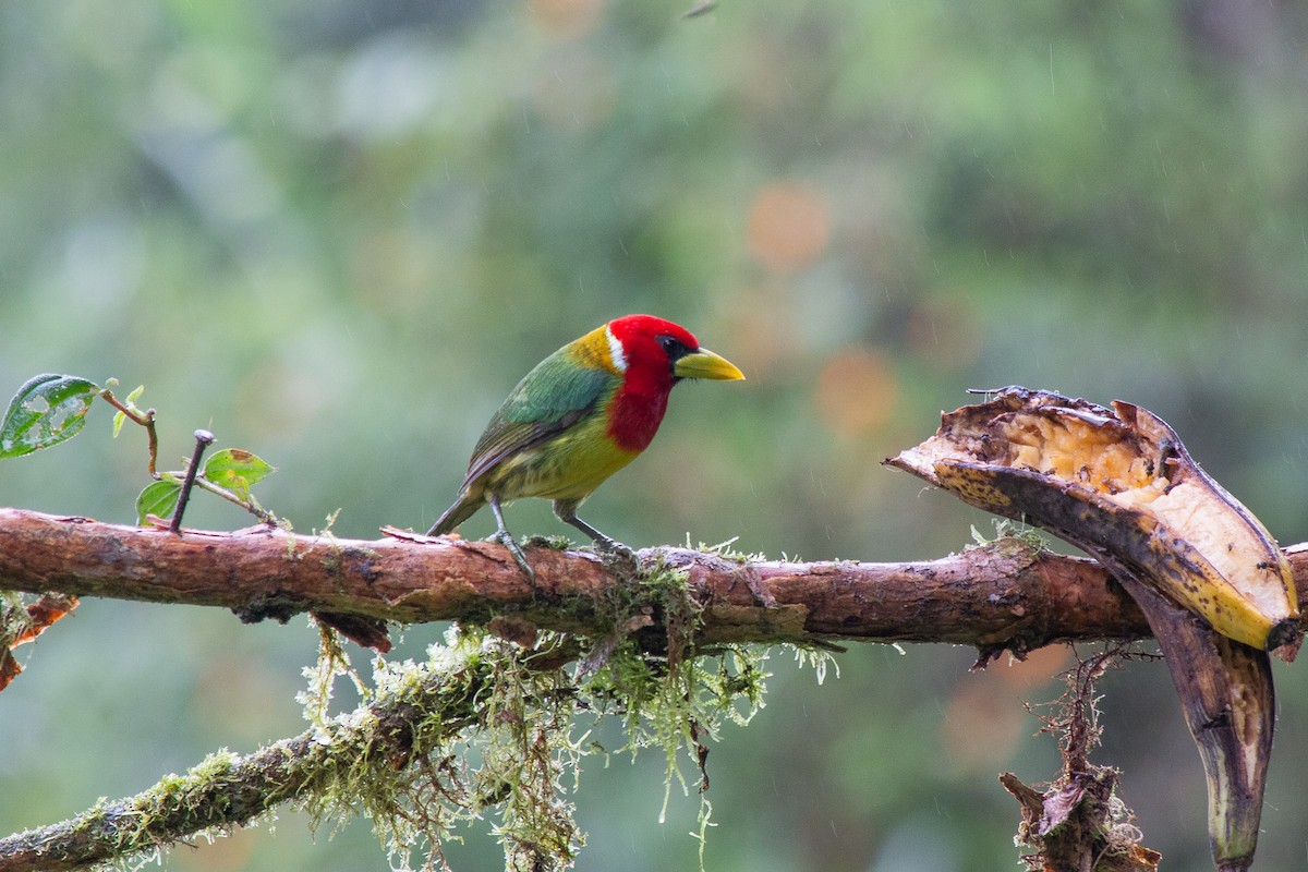 Red-headed Barbet - Nancy Davis