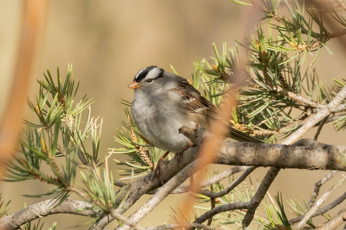 White-crowned Sparrow - Gordon Starkebaum