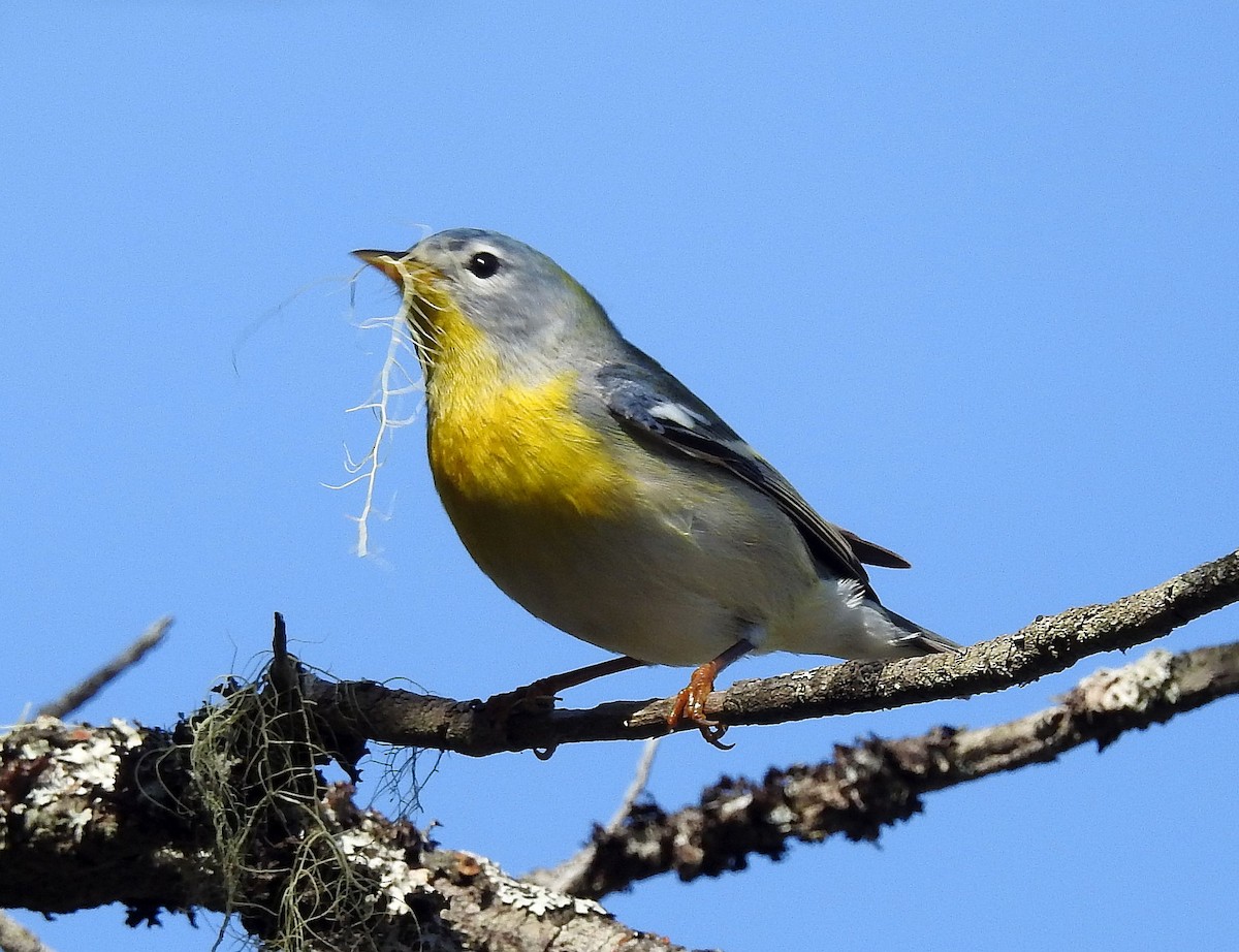 Northern Parula - Rita Viau