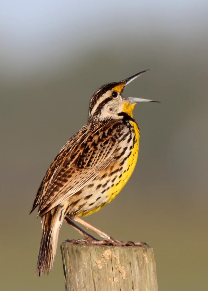 Eastern Meadowlark - William Clark