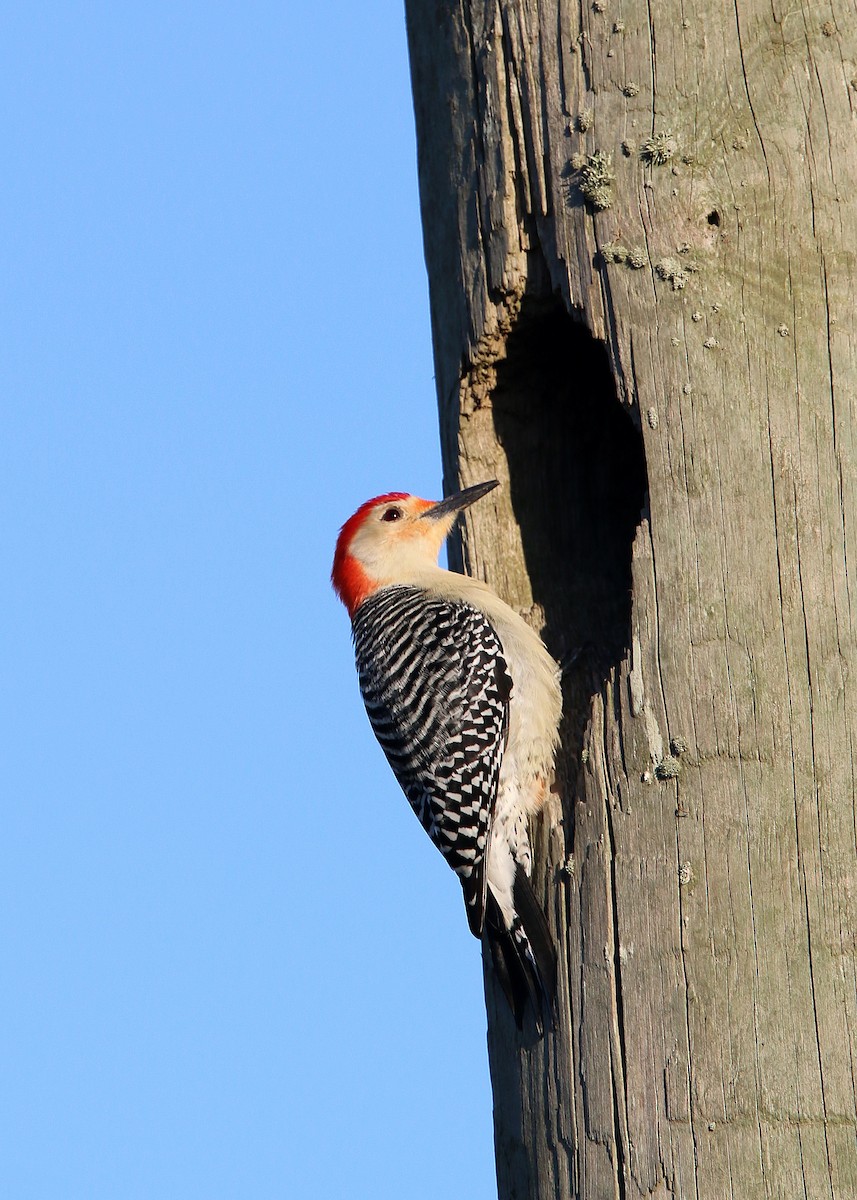 Red-bellied Woodpecker - William Clark