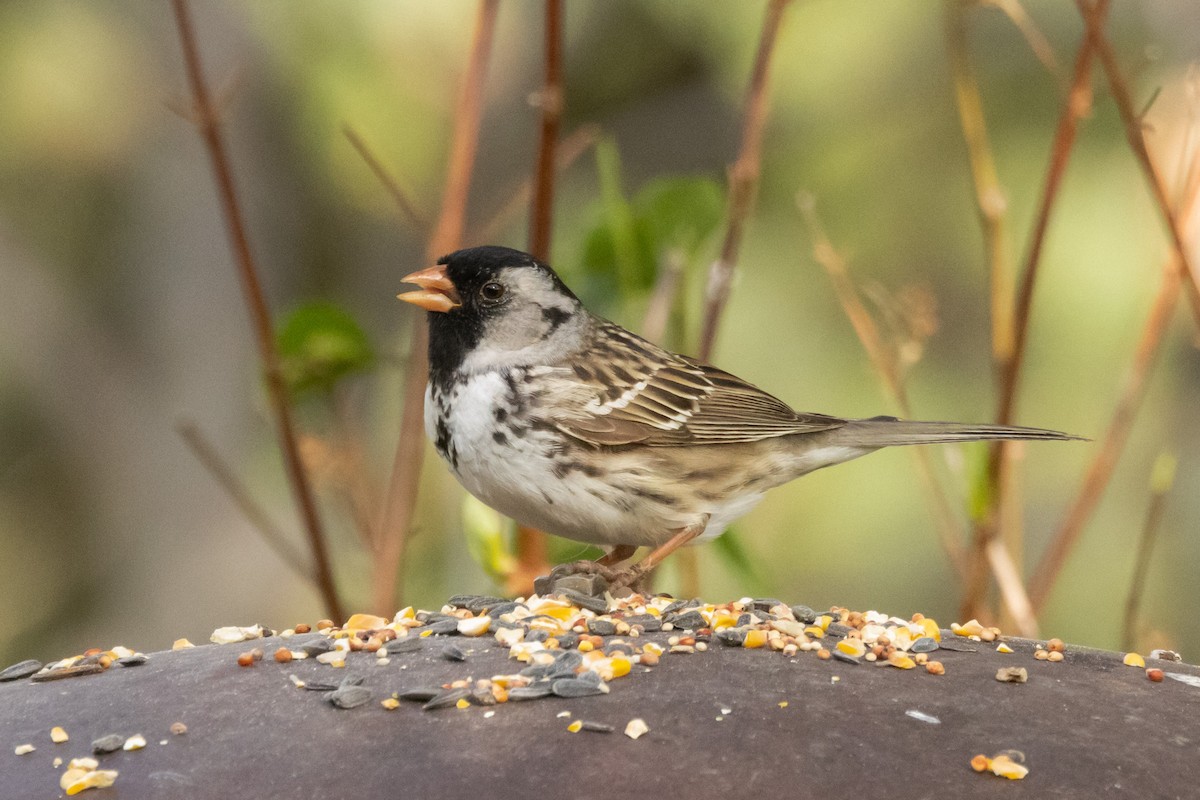 Harris's Sparrow - Gordon Starkebaum