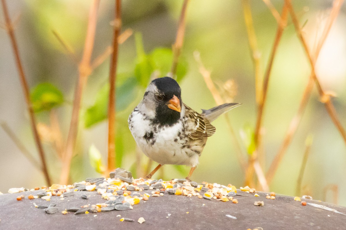 Harris's Sparrow - Gordon Starkebaum