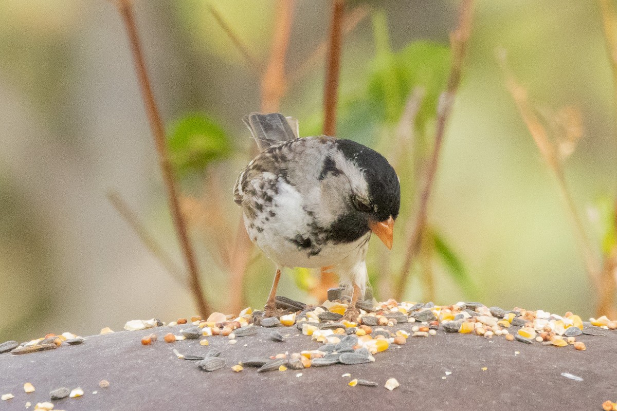 Harris's Sparrow - Gordon Starkebaum