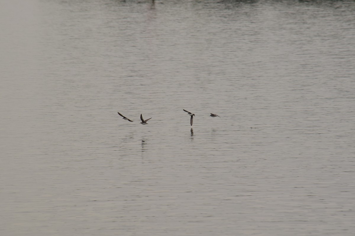 Common Greenshank - Eddie Sebastian