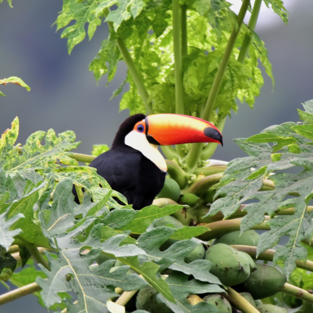 Toco Toucan - Pia Minestroni