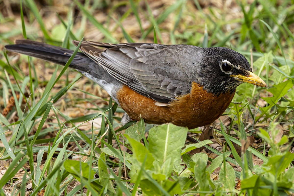 American Robin - Jef Blake