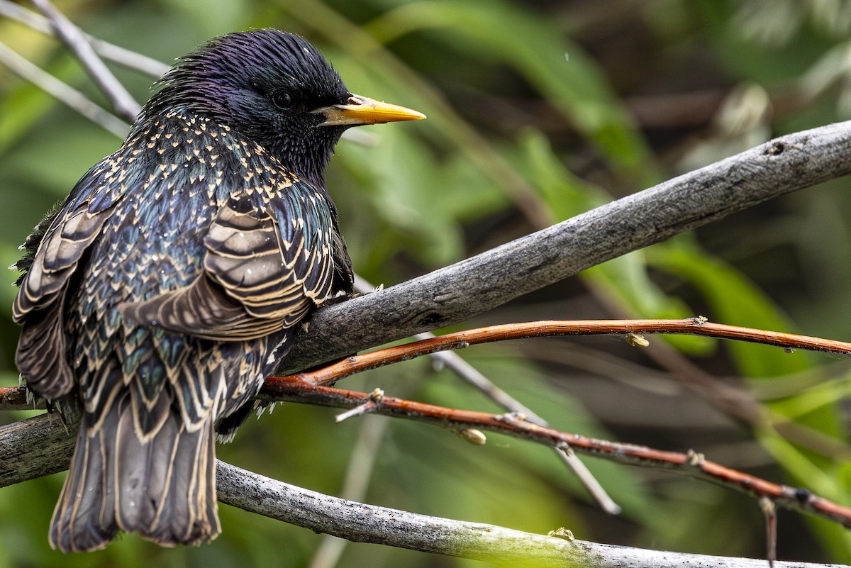 European Starling - Jef Blake