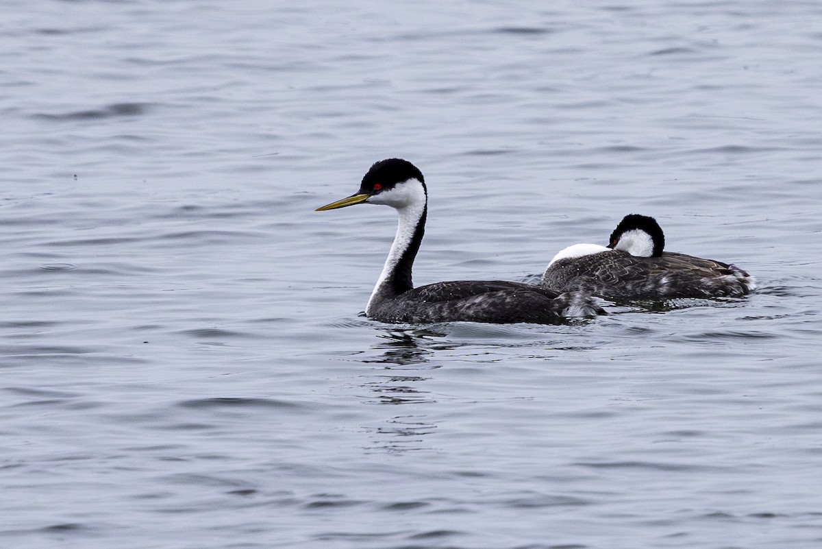 Western Grebe - Jef Blake