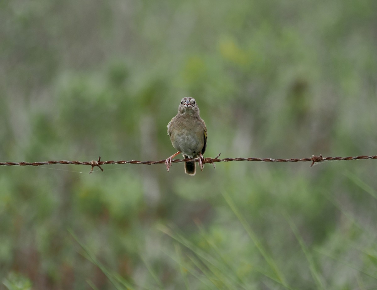 Botteri's Sparrow - Randy Pinkston