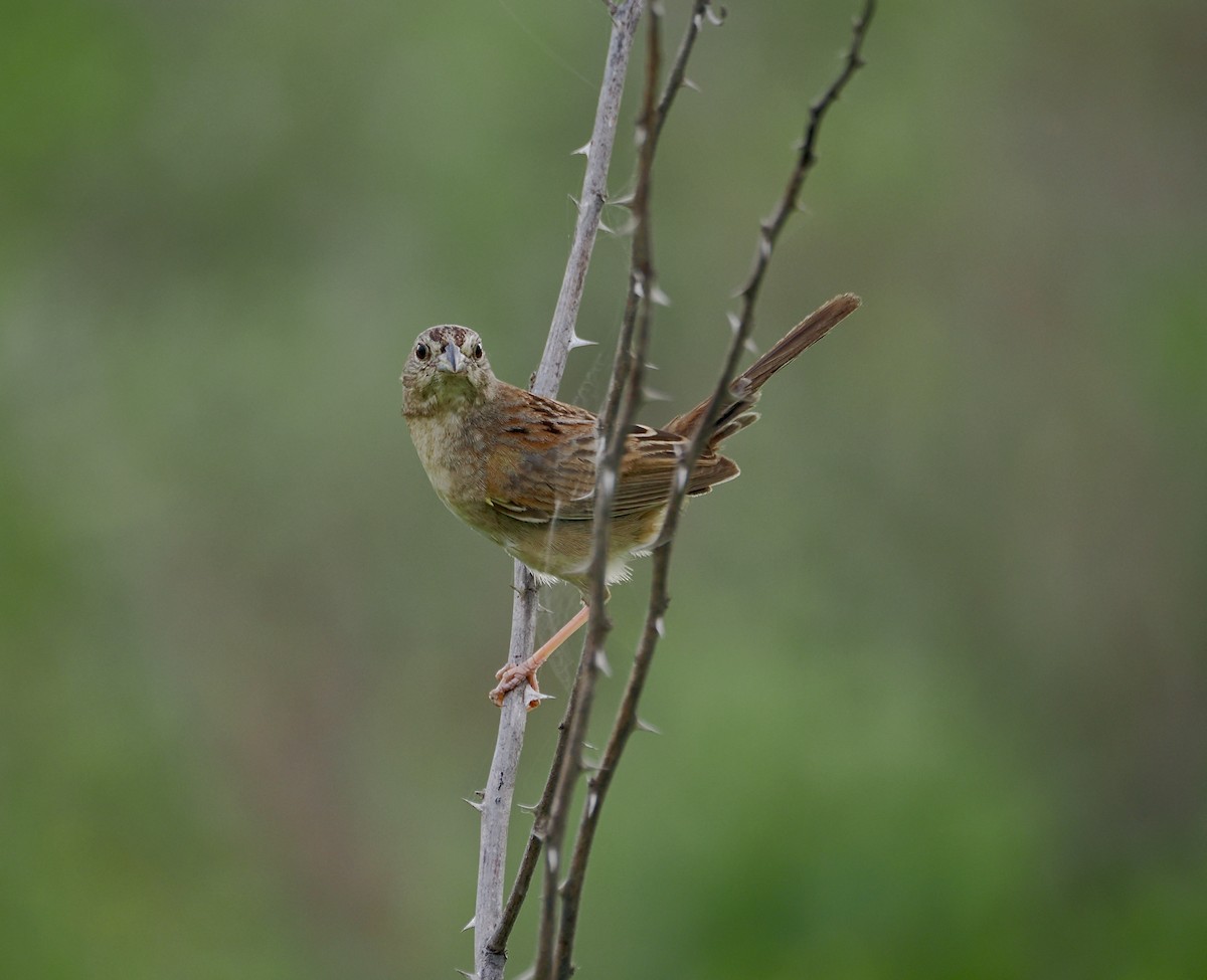 Botteri's Sparrow - Randy Pinkston