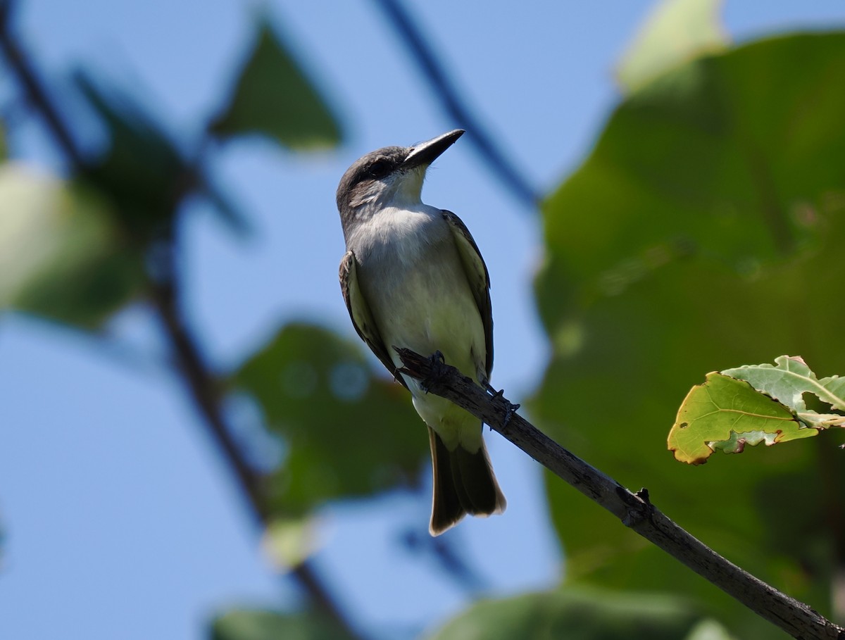 Gray Kingbird - Robert Rackliffe