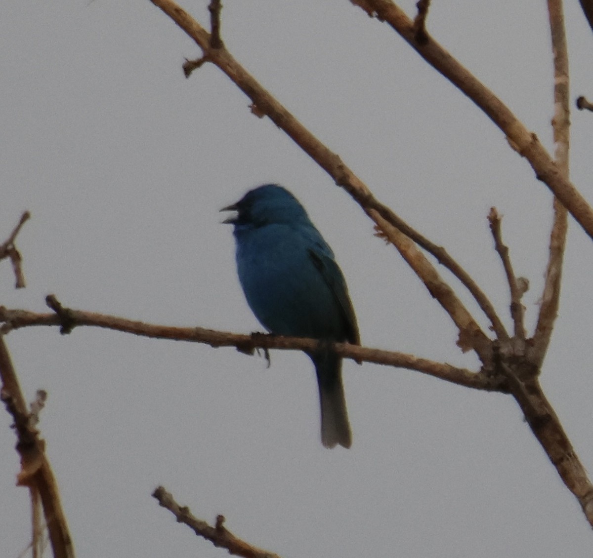 Indigo Bunting - ML619418042