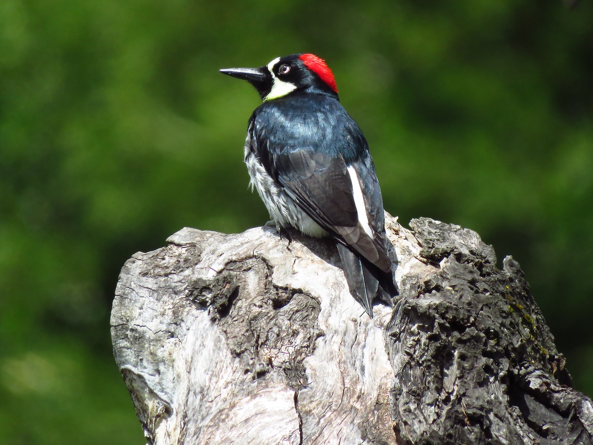 Acorn Woodpecker - Lisa Larson