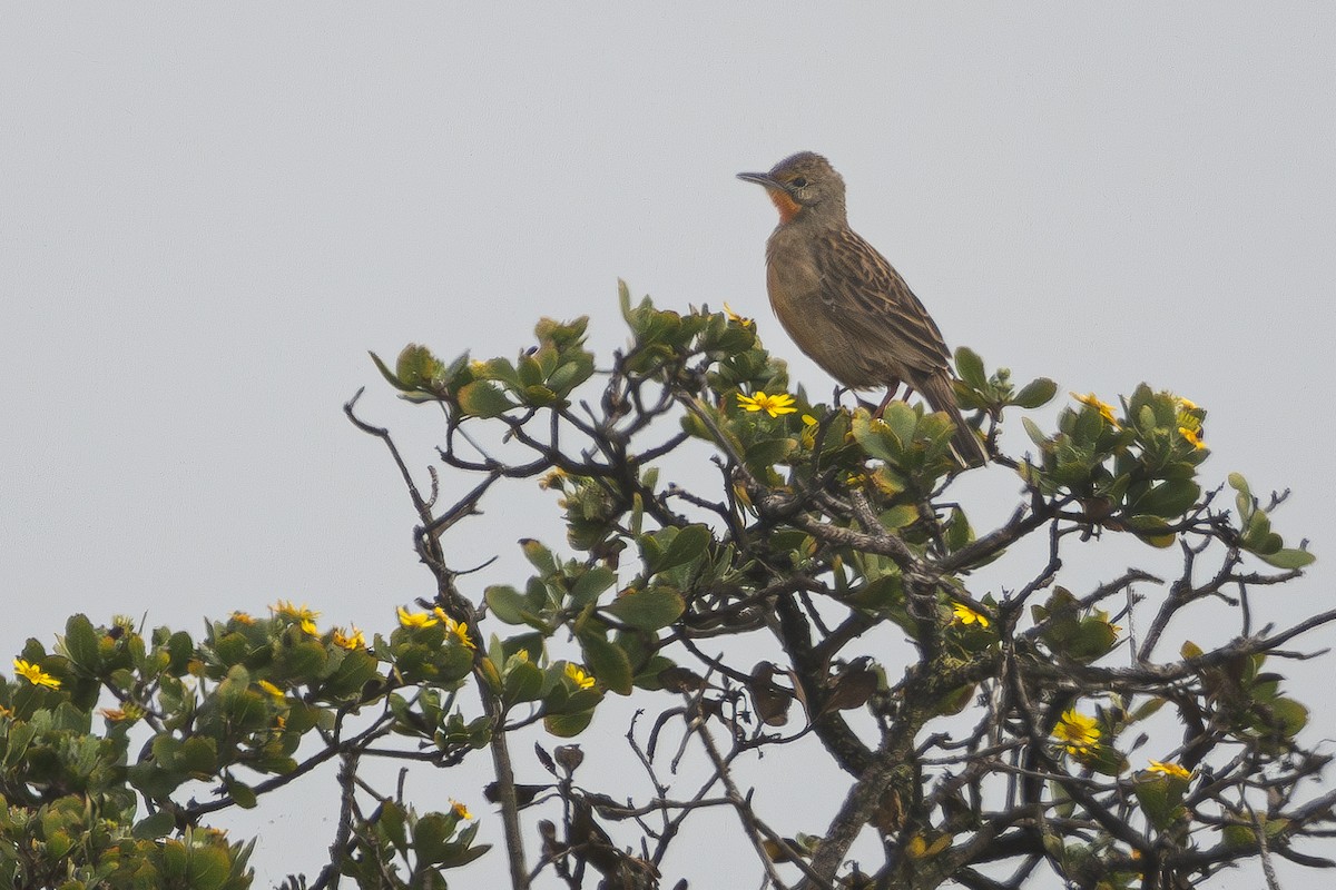 Orange-throated Longclaw - Walter Beyleveldt