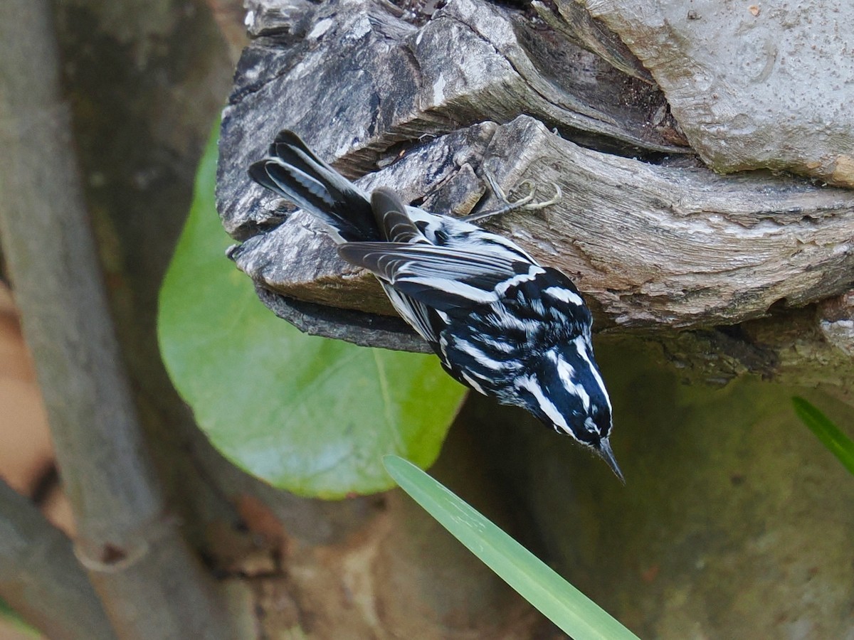 Black-and-white Warbler - Robert Rackliffe