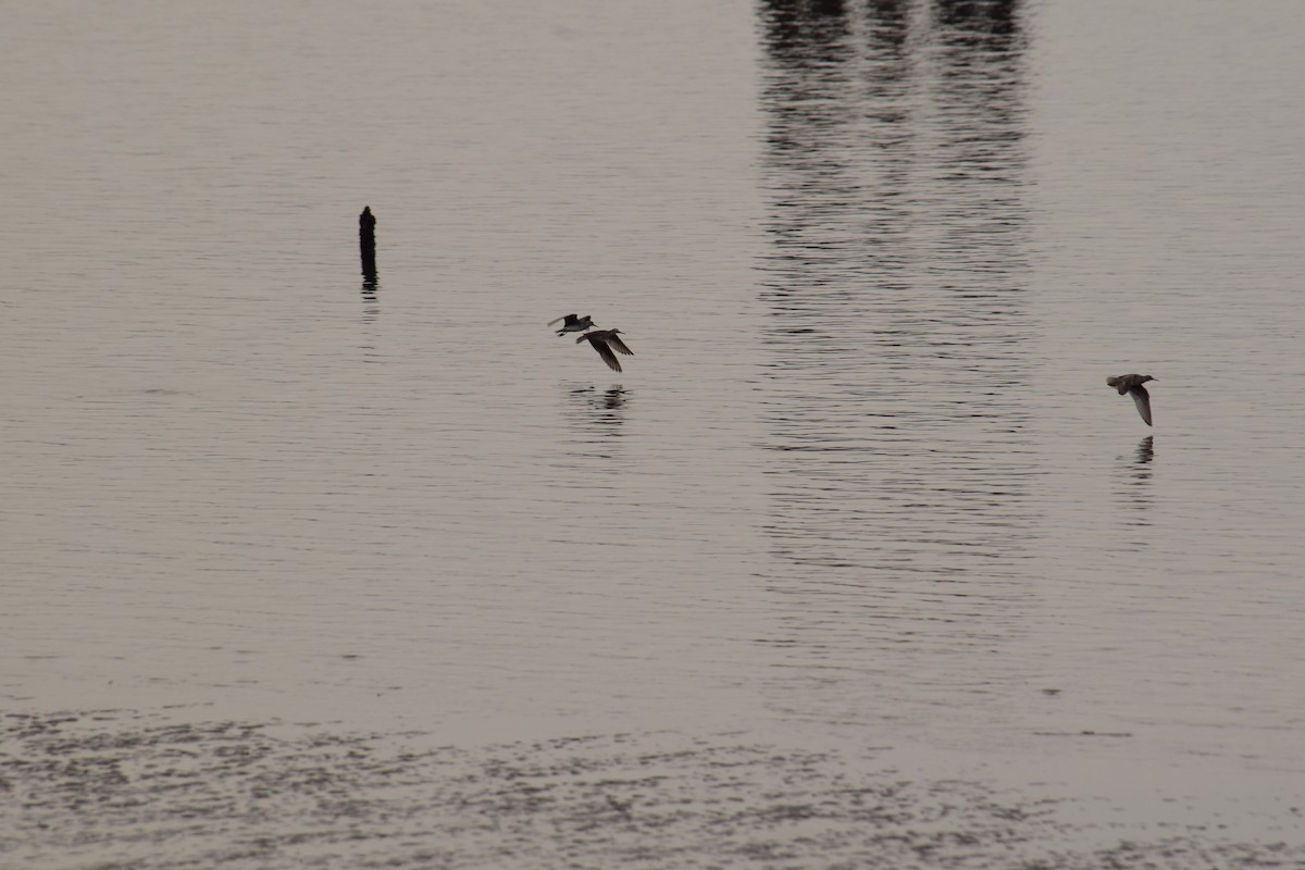 Gray-tailed Tattler - Eddie Sebastian