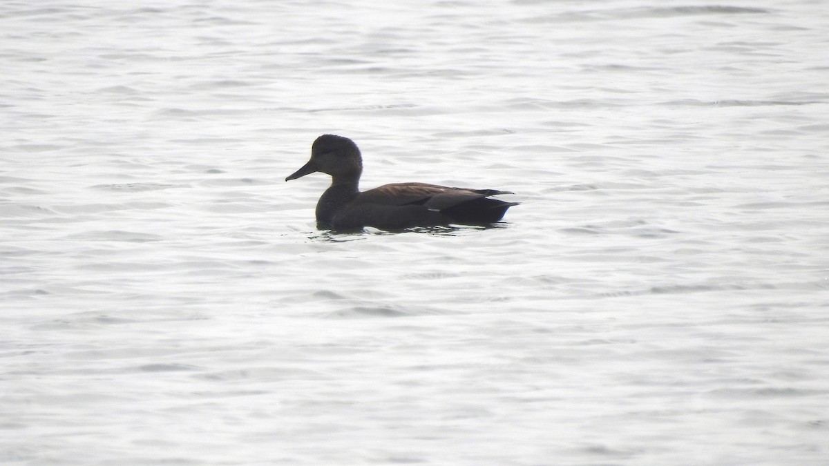 Gadwall - Vincent Glasser