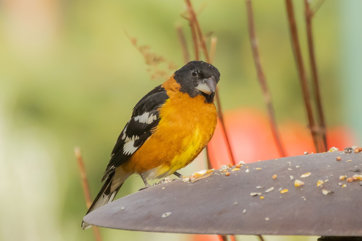 Black-headed Grosbeak - Gordon Starkebaum