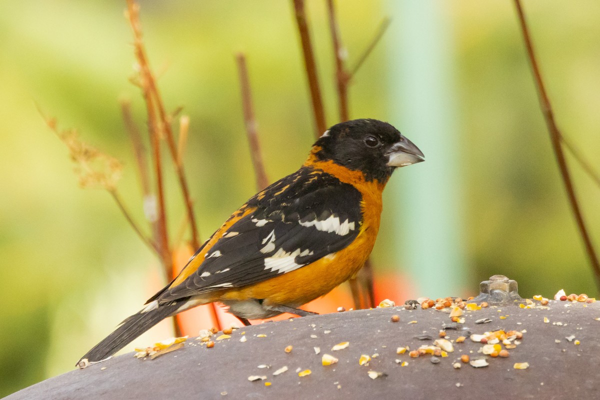 Black-headed Grosbeak - Gordon Starkebaum