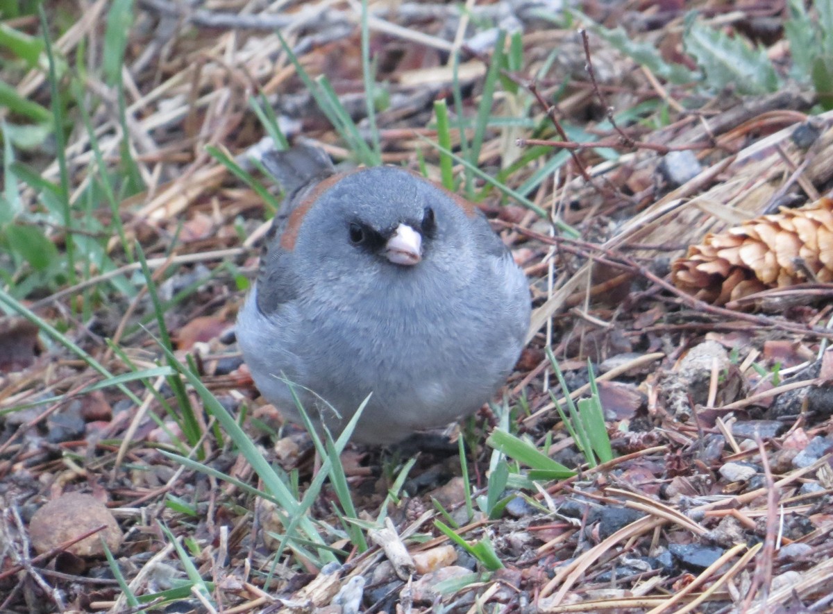 Dark-eyed Junco (Gray-headed) - Vivek Govind Kumar