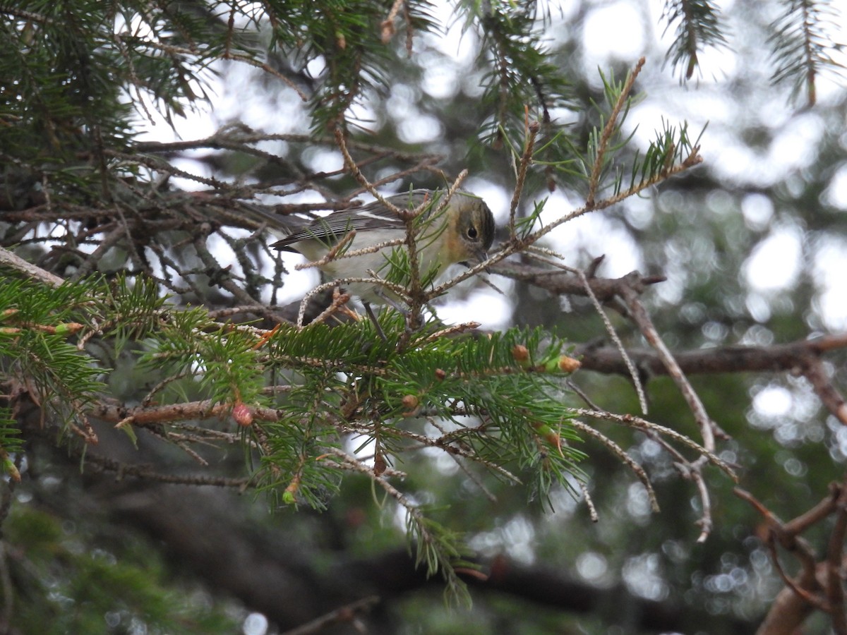 Bay-breasted Warbler - Aiden Saari