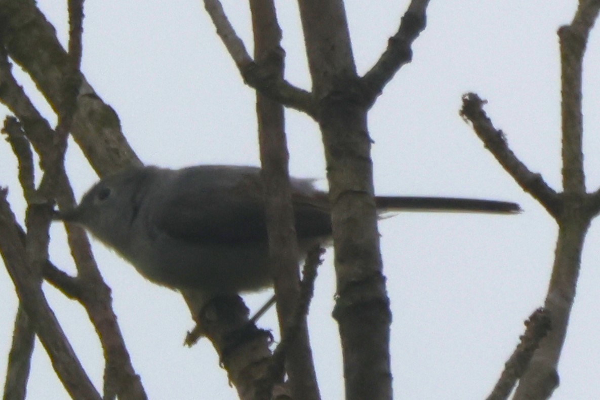 Blue-gray Gnatcatcher - Joseph Mittura