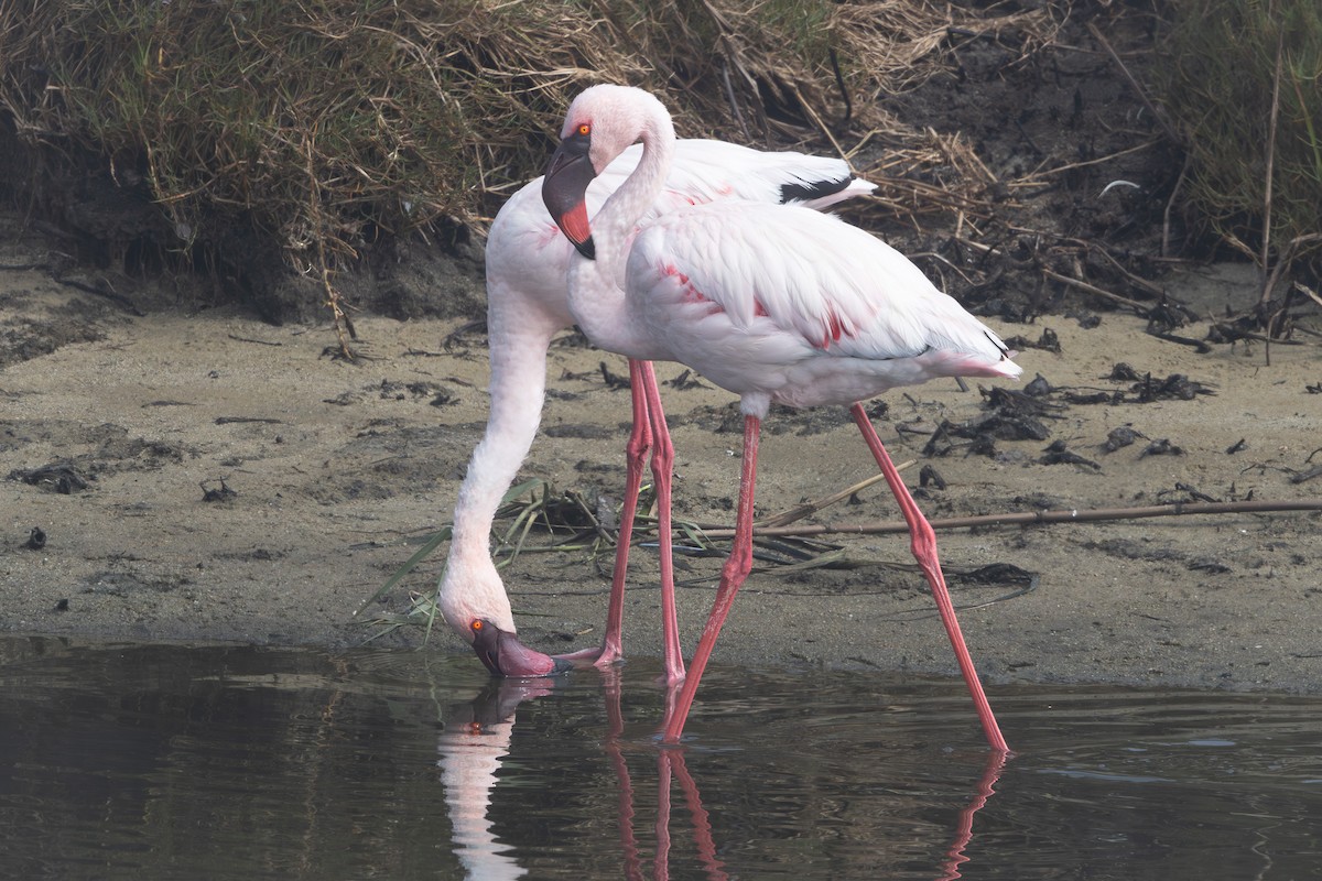 Lesser Flamingo - Walter Beyleveldt