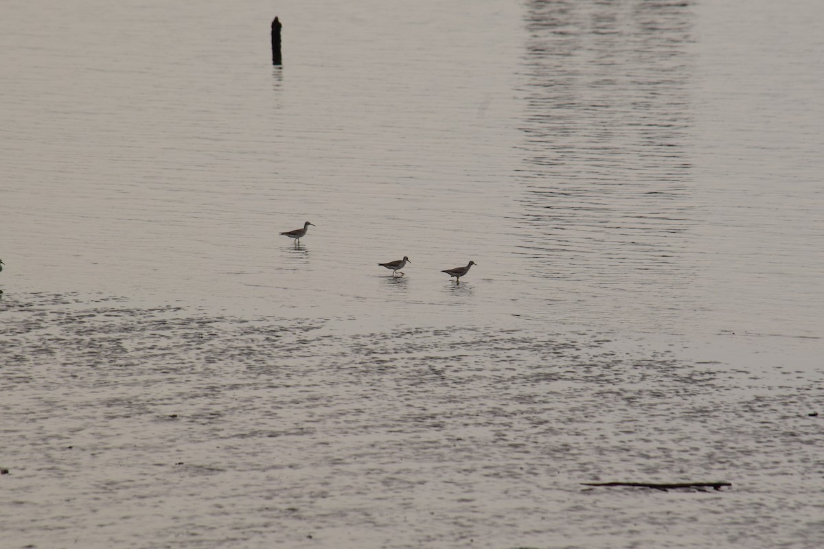 Common Greenshank - Eddie Sebastian