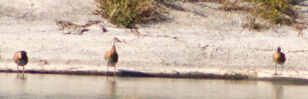 West Indian Whistling-Duck - ML619418133