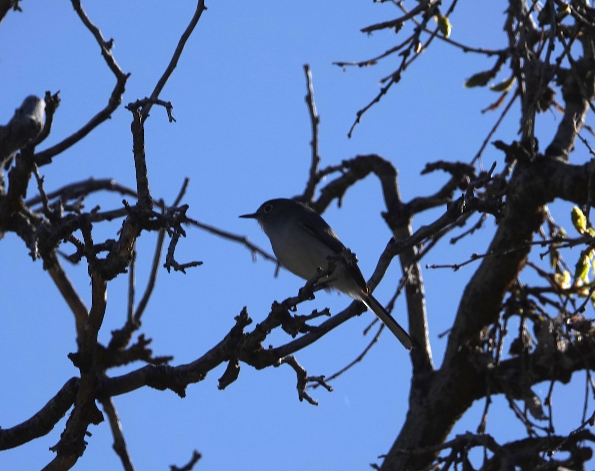 Blue-gray Gnatcatcher - ML619418151