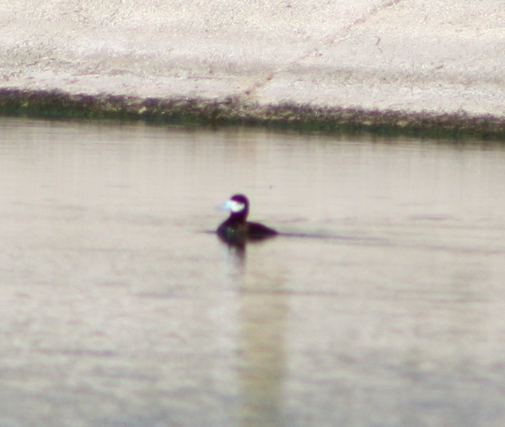 Ruddy Duck - yuzaima ortiz