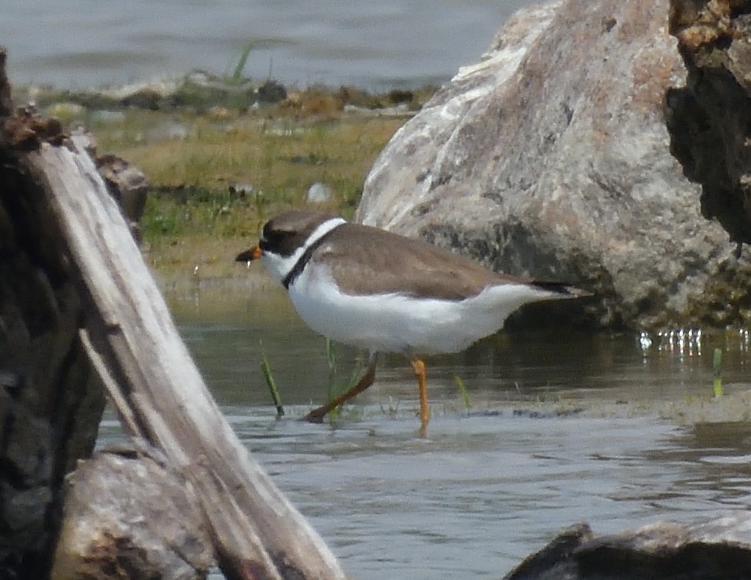 Semipalmated Plover - ML619418155