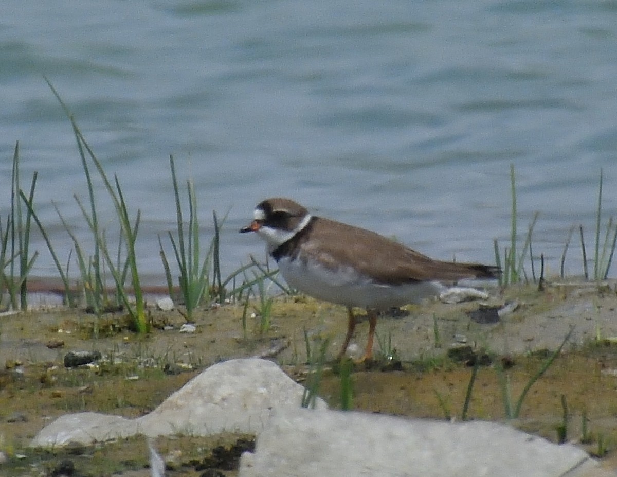 Semipalmated Plover - ML619418156
