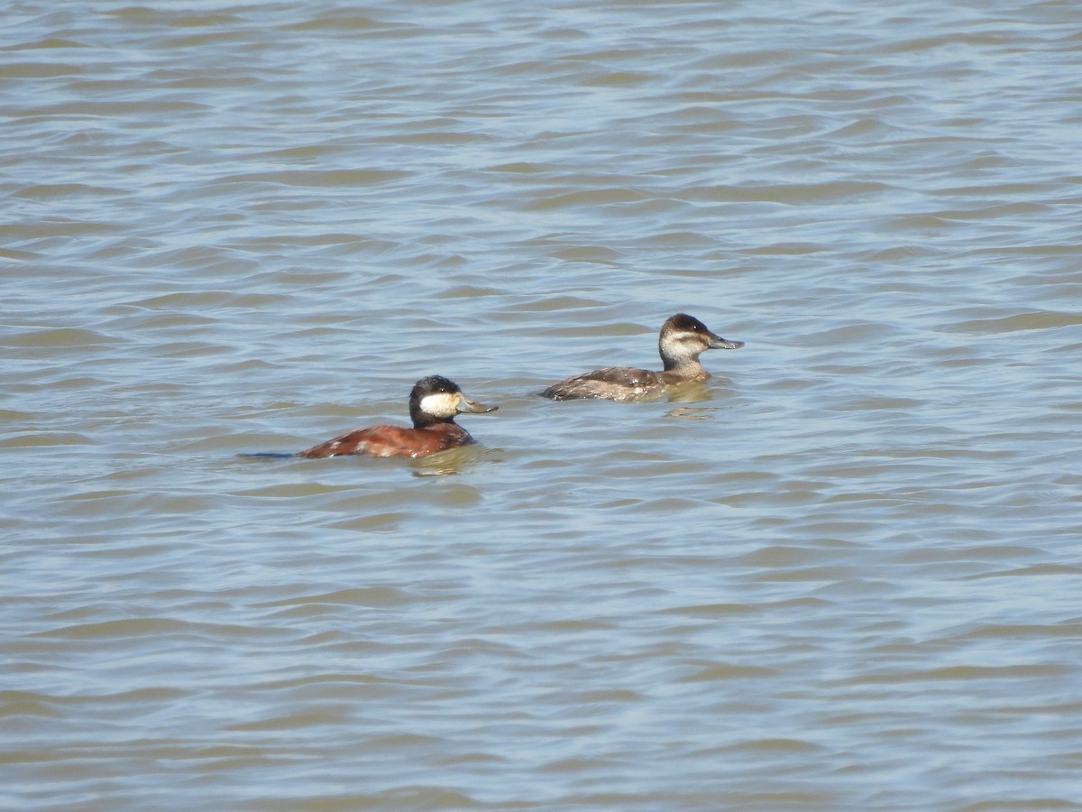 Ruddy Duck - Tracee Fugate