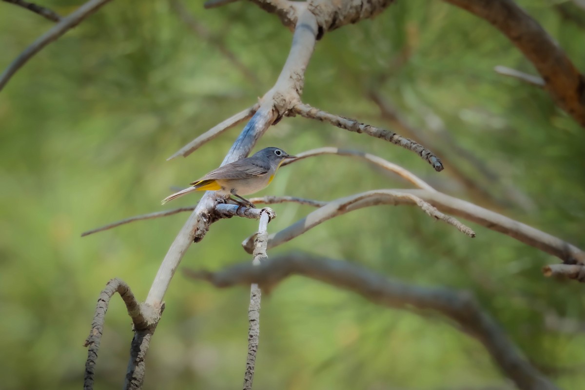 Virginia's Warbler - Ruben Rodriguez