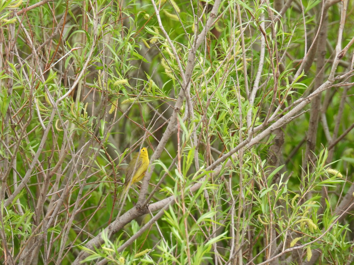 Wilson's Warbler - Aiden Saari