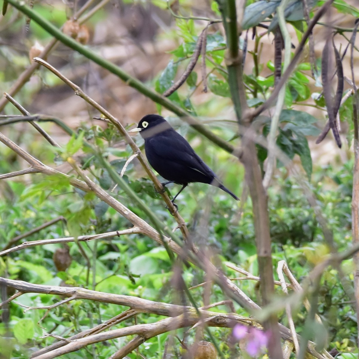 Spectacled Tyrant - Pia Minestroni