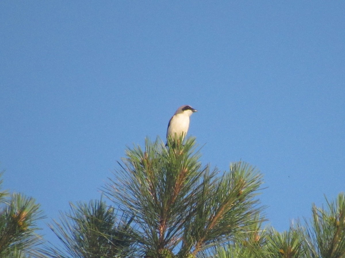 Loggerhead Shrike - Caleb Bronsink