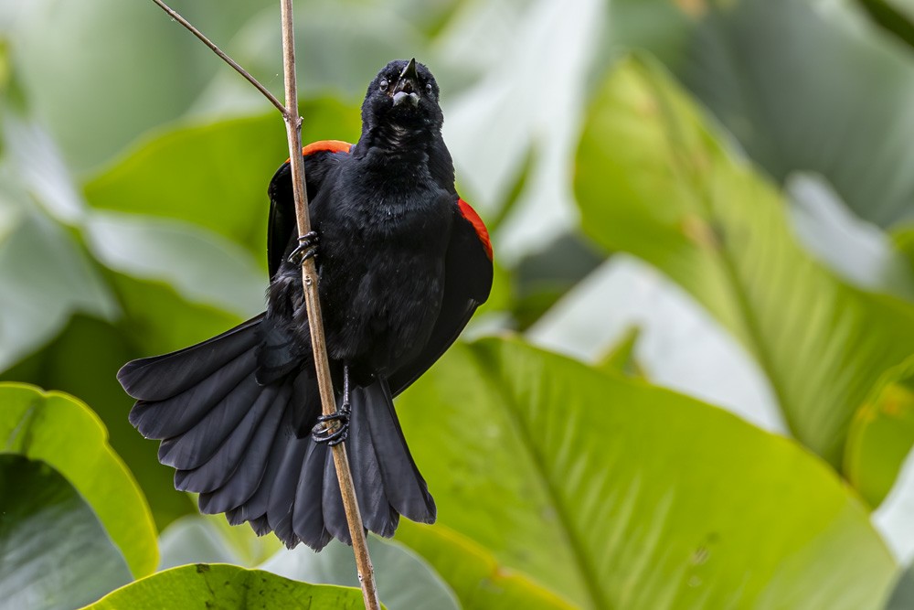 Red-winged Blackbird - Alan Wells