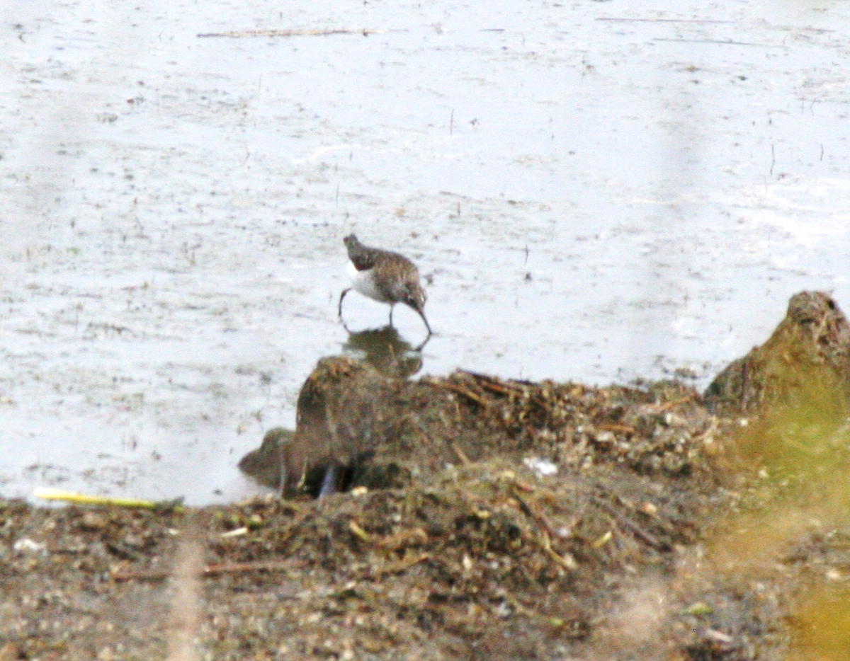 Greater Yellowlegs - Muriel & Jennifer Mueller