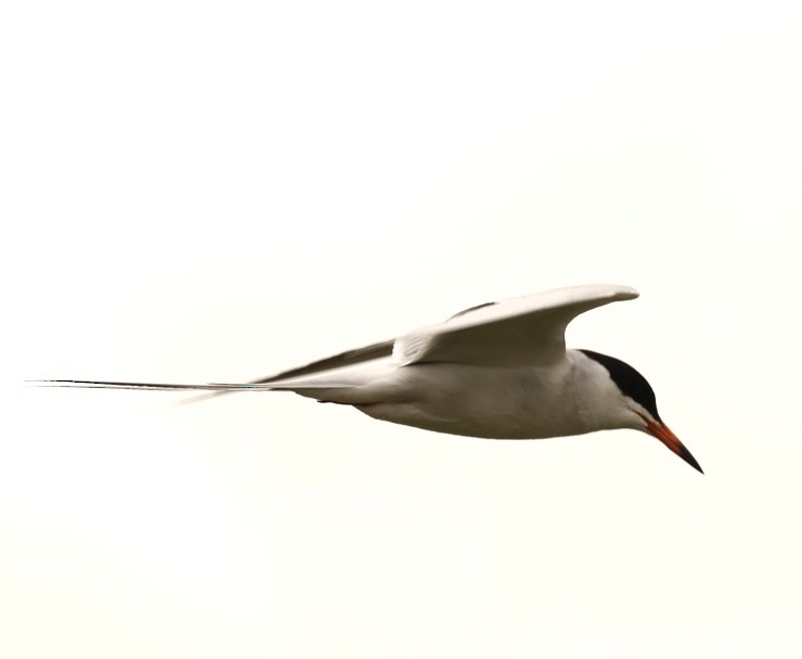 Forster's Tern - Lucia MacQuarrie