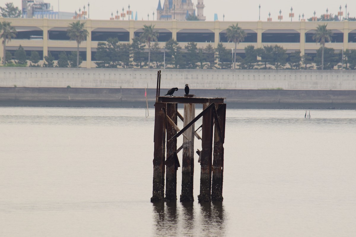 Great Cormorant - Eddie Sebastian