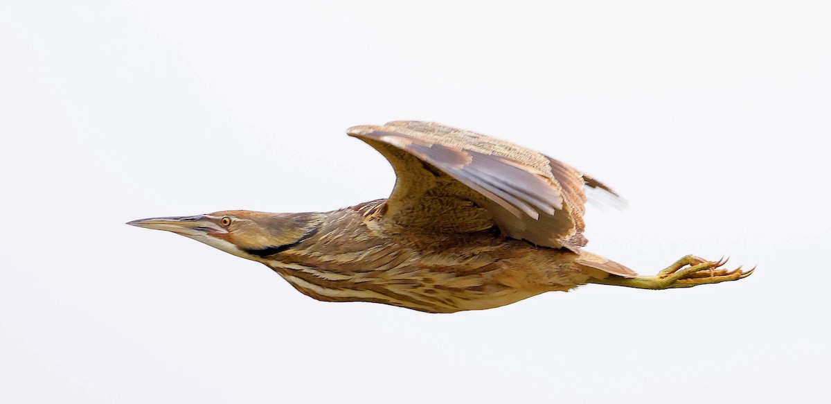 American Bittern - ML619418205